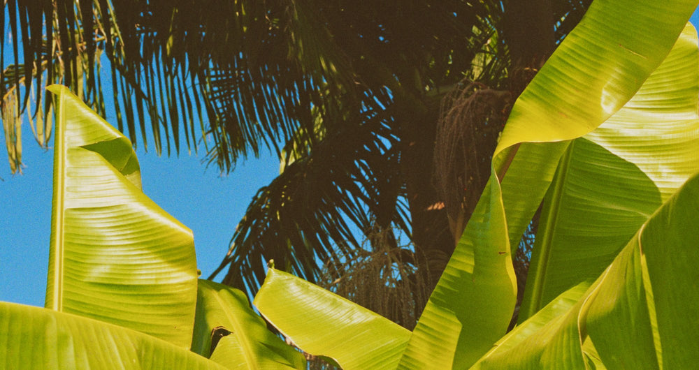 garrett leight & mr leight exclusive special edition eyewear