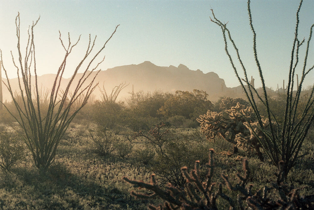 Organ Pipe
