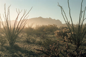Organ Pipe