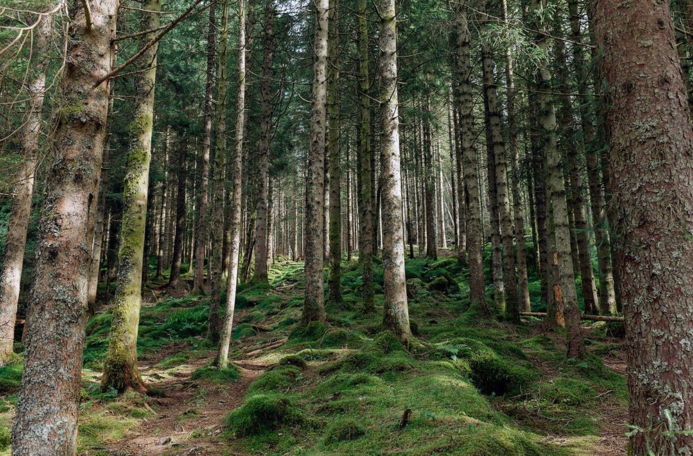 Trolls & Trails