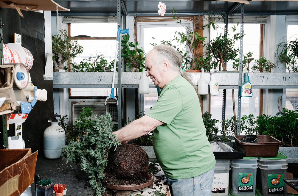 A Bonsai Grows in Brooklyn