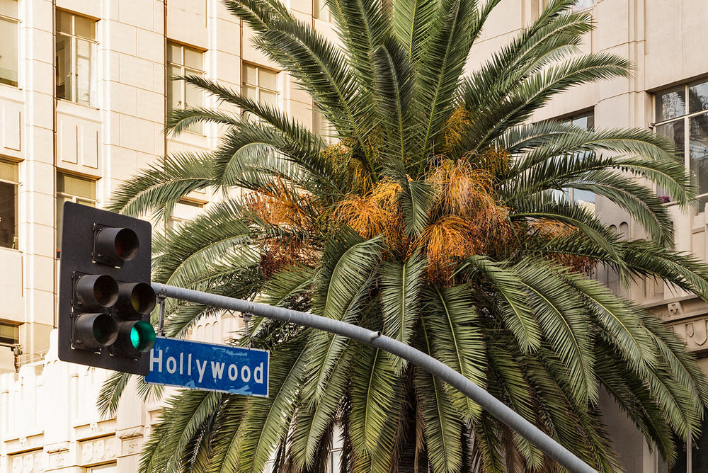 Palms