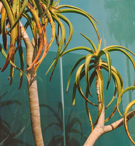 garrett leight california optical
