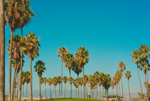 garrett leight california optical