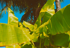 garrett leight california optical